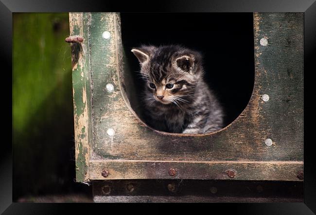 Scottish Wildcat Kitten Framed Print by Linda More