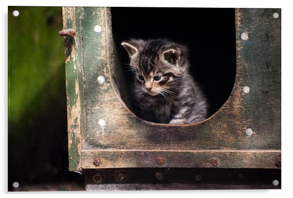Scottish Wildcat Kitten Acrylic by Linda More