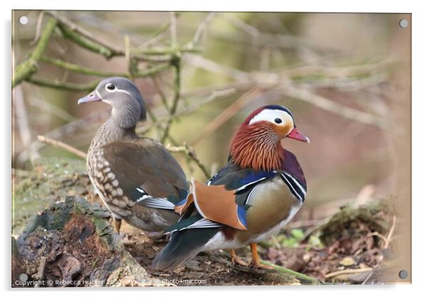 A Pair of Mandarin Ducks Acrylic by Rebecca Hucker