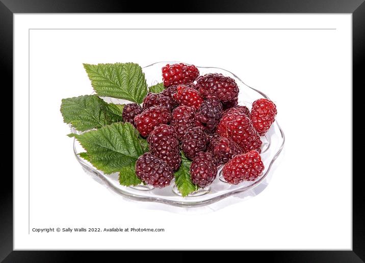 fresh tayberries on a glass plate Framed Mounted Print by Sally Wallis