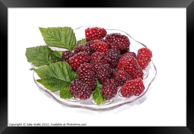 fresh tayberries on a glass plate Framed Print by Sally Wallis