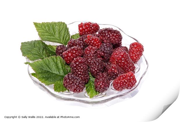 fresh tayberries on a glass plate Print by Sally Wallis