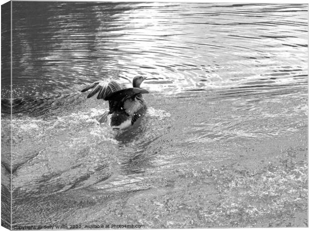 greylag goose landing on lake Canvas Print by Sally Wallis