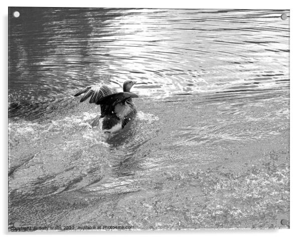 greylag goose landing on lake Acrylic by Sally Wallis