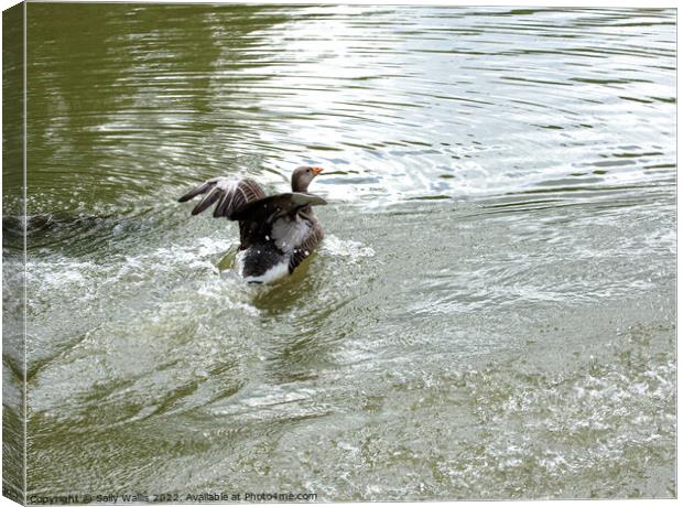 greylag goose landing on lake Canvas Print by Sally Wallis