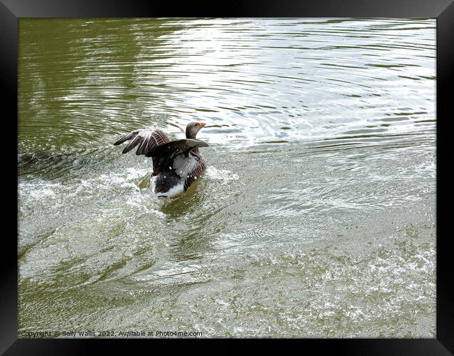 greylag goose landing on lake Framed Print by Sally Wallis