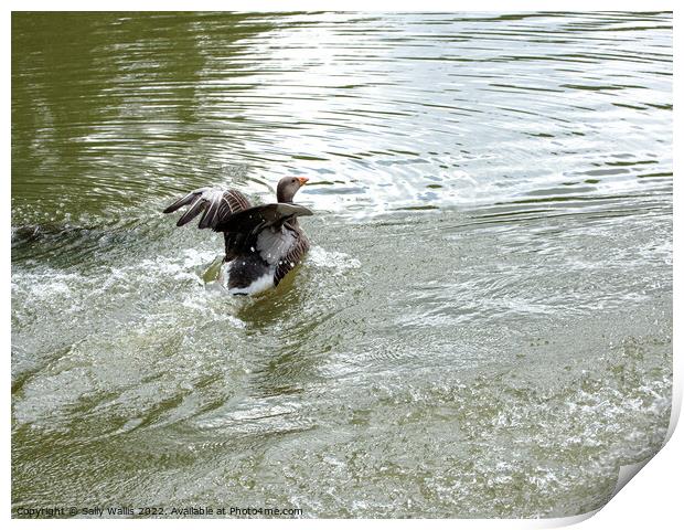 greylag goose landing on lake Print by Sally Wallis