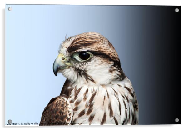 Saker Falcon Head Acrylic by Sally Wallis