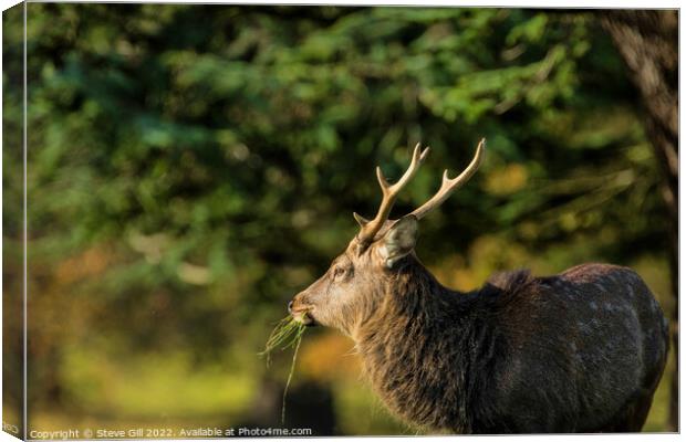 Majestic Mature Deer Stag. Canvas Print by Steve Gill