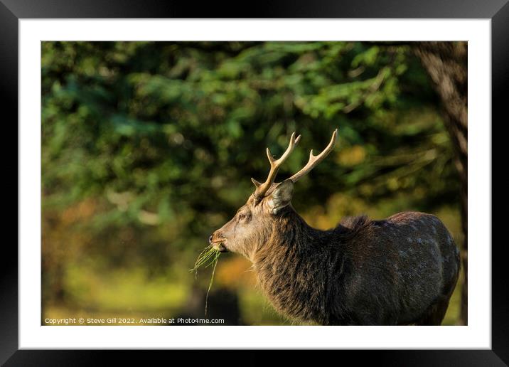 Majestic Mature Deer Stag. Framed Mounted Print by Steve Gill