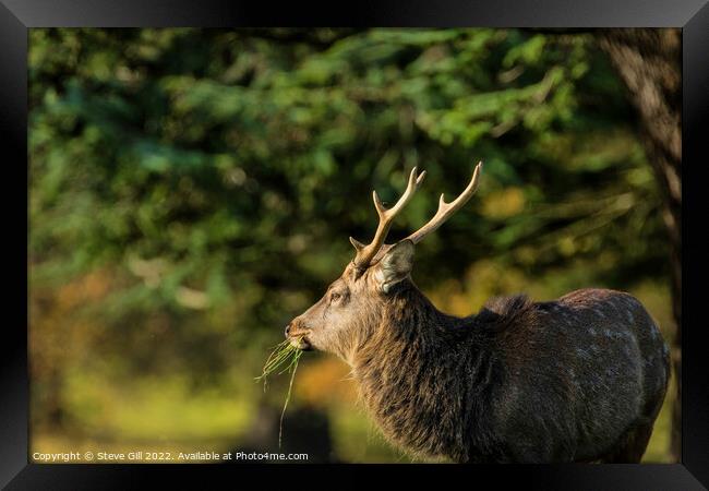 Majestic Mature Deer Stag. Framed Print by Steve Gill