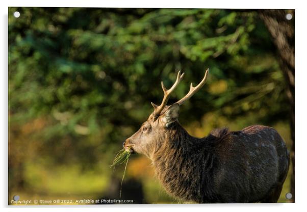 Majestic Mature Deer Stag. Acrylic by Steve Gill