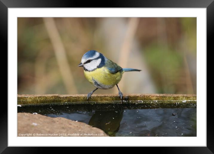 Blue tit by water Framed Mounted Print by Rebecca Hucker