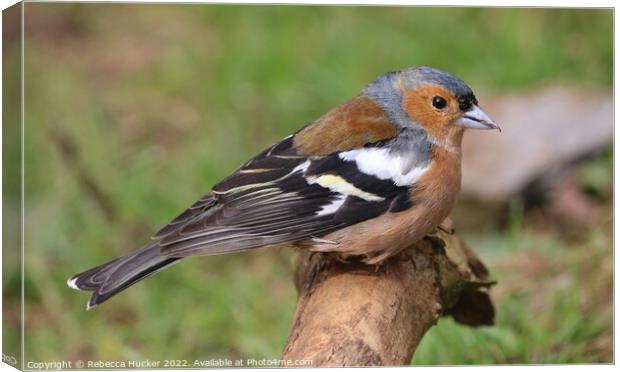 Male Chaffinch on a branch Canvas Print by Rebecca Hucker