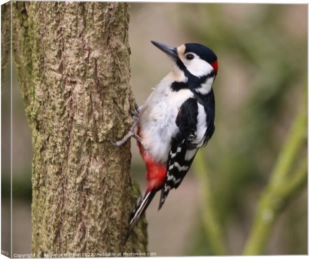 Great Spotted Woodpecker Canvas Print by Rebecca Hucker