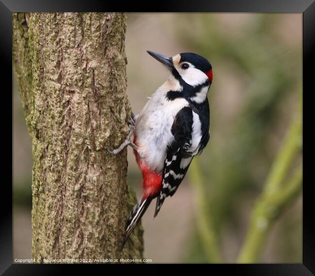 Great Spotted Woodpecker Framed Print by Rebecca Hucker