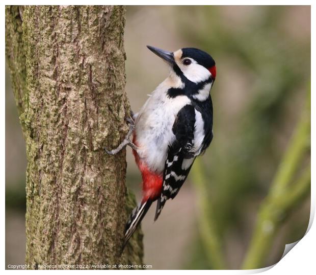 Great Spotted Woodpecker Print by Rebecca Hucker