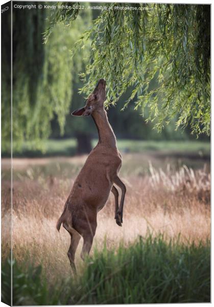 Deer love willow leaves Canvas Print by Kevin White
