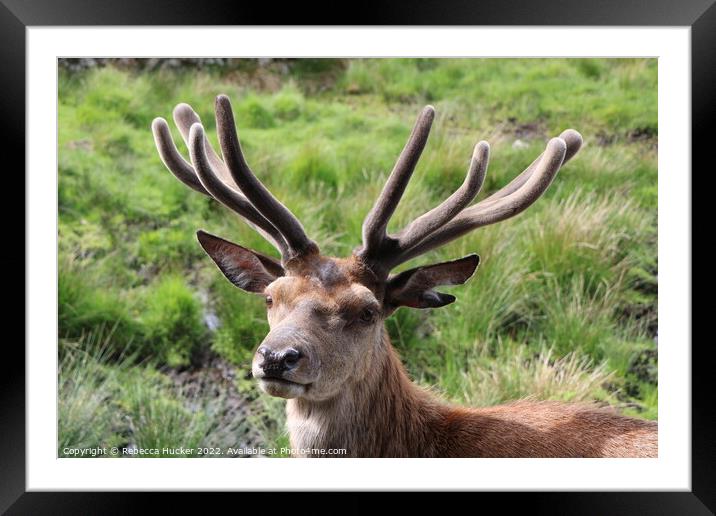 A close up red deer stag  Framed Mounted Print by Rebecca Hucker