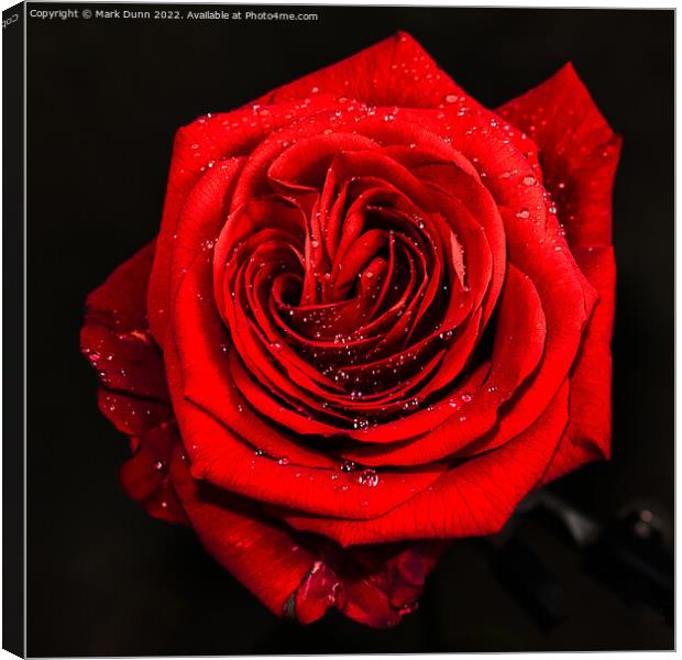 Red Rose with Water Drops Canvas Print by Mark Dunn