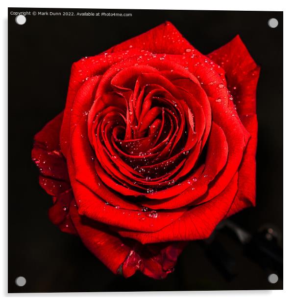 Red Rose with Water Drops Acrylic by Mark Dunn