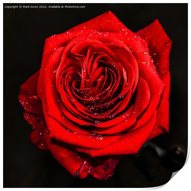 Red Rose with Water Drops Print by Mark Dunn