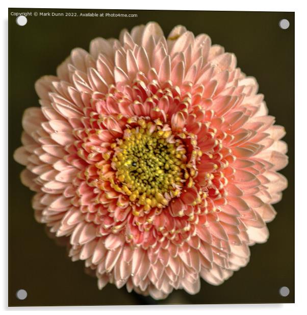  Pink flower Acrylic by Mark Dunn
