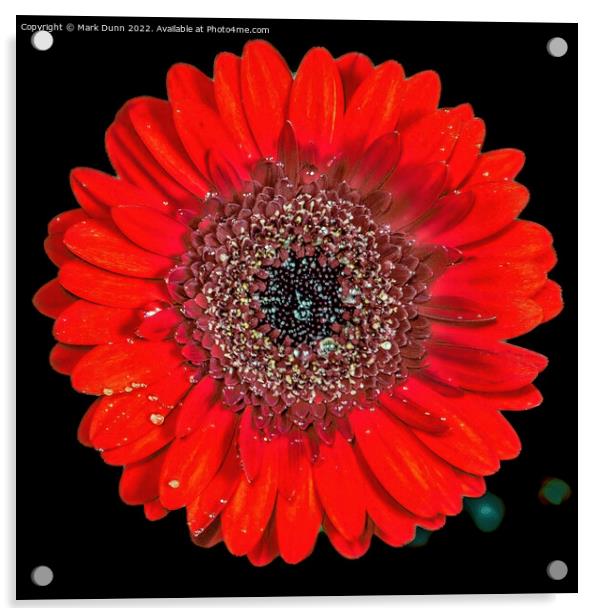 Red Flower Acrylic by Mark Dunn