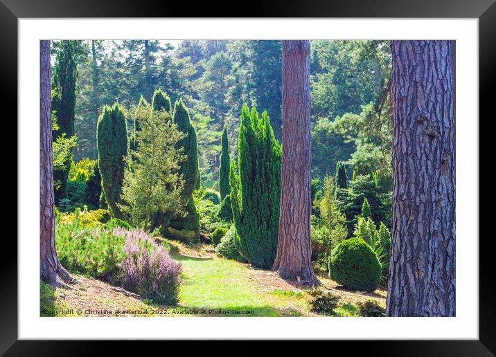 Conifers and Heather Framed Mounted Print by Christine Kerioak