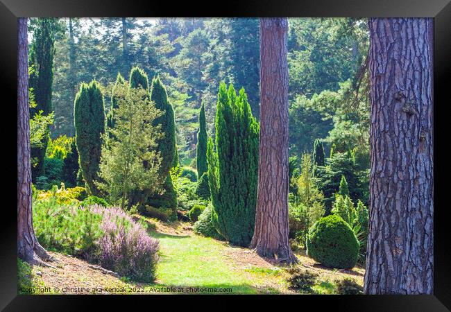 Conifers and Heather Framed Print by Christine Kerioak