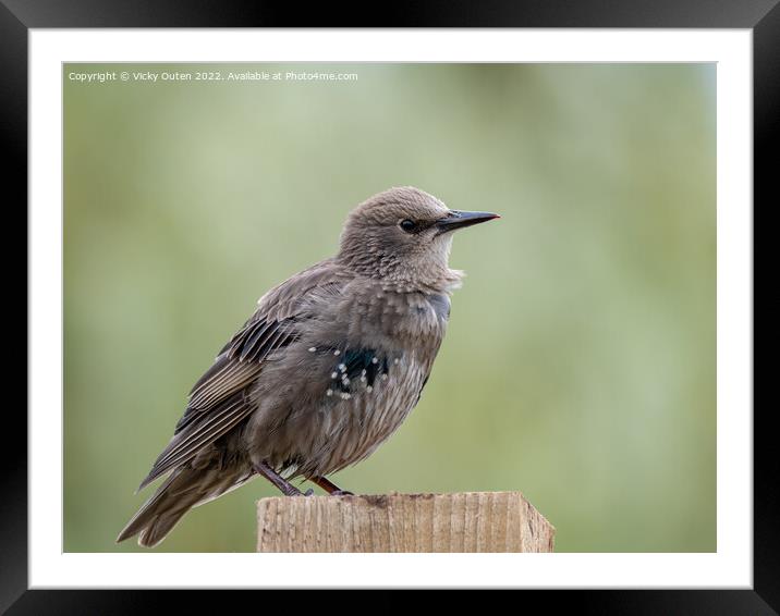 A juvenile starling perched on top of a wooden post Framed Mounted Print by Vicky Outen