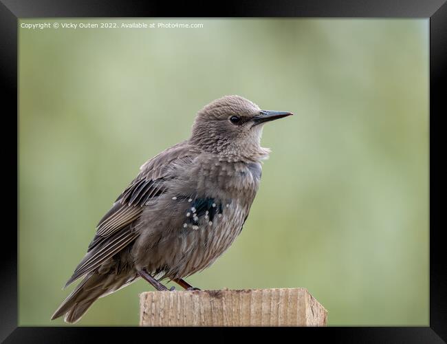 A juvenile starling perched on top of a wooden post Framed Print by Vicky Outen