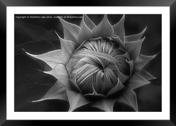 Silver Sunflower Framed Mounted Print by Christine Lake