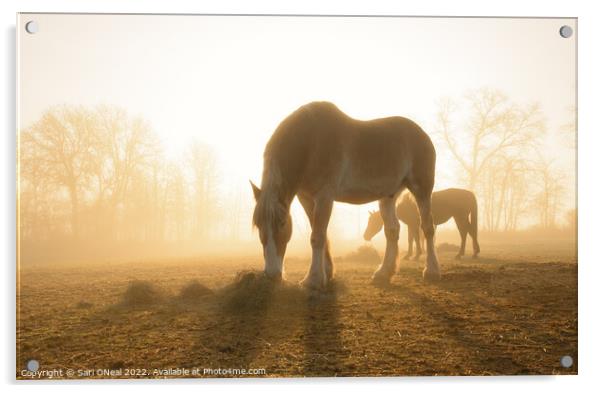 Belgian draft at foggy sunrise Acrylic by Sari ONeal