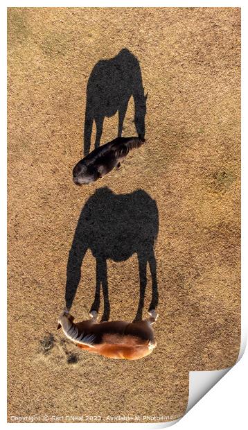 Horses and shadows Print by Sari ONeal