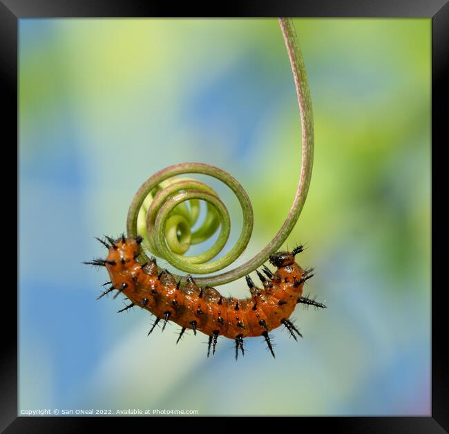 The Spiral Framed Print by Sari ONeal