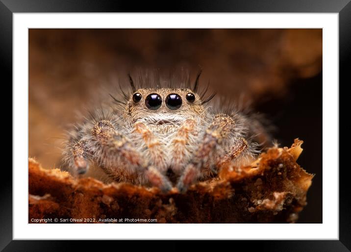 Jumping spider in an acorn cap Framed Mounted Print by Sari ONeal