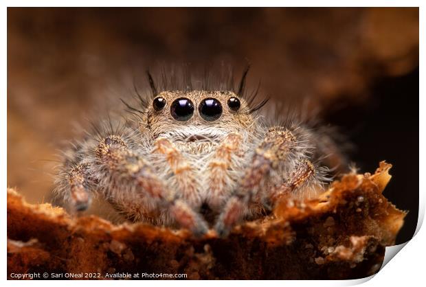 Jumping spider in an acorn cap Print by Sari ONeal