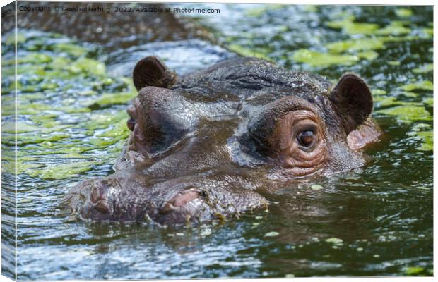 Hippo In The Water Canvas Print by rawshutterbug 