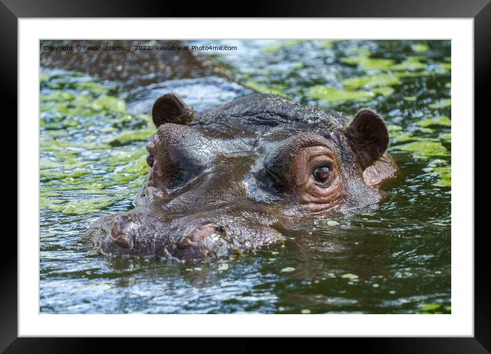 Hippo In The Water Framed Mounted Print by rawshutterbug 