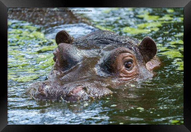 Hippo In The Water Framed Print by rawshutterbug 