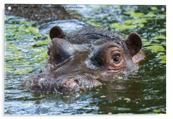 Hippo In The Water Acrylic by rawshutterbug 