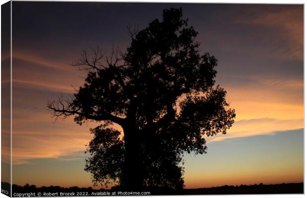 Plant tree in a field with sunset and sky Canvas Print by Robert Brozek