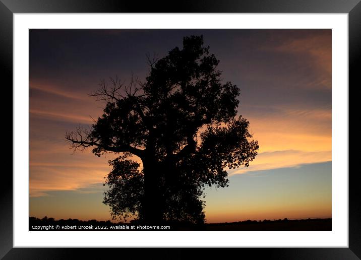 Plant tree in a field with sunset and sky Framed Mounted Print by Robert Brozek