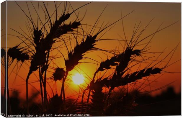 Sky with Sunset and Wheat silhouette Canvas Print by Robert Brozek