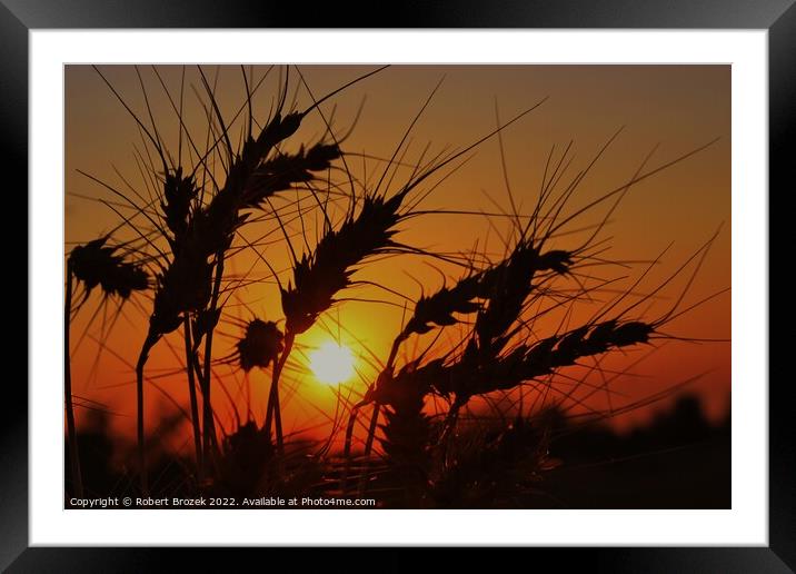 Sky with Sunset and Wheat silhouette Framed Mounted Print by Robert Brozek
