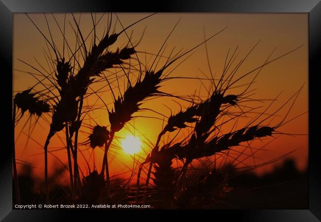 Sky with Sunset and Wheat silhouette Framed Print by Robert Brozek