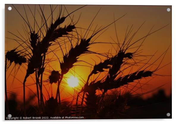 Sky with Sunset and Wheat silhouette Acrylic by Robert Brozek