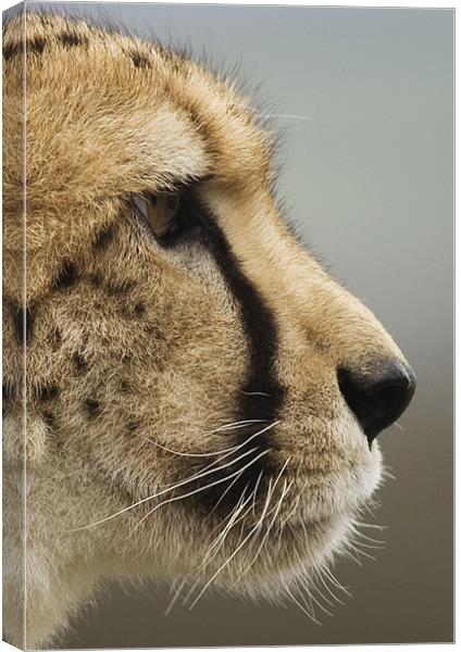 Cheetah profile Canvas Print by Mike Gorton