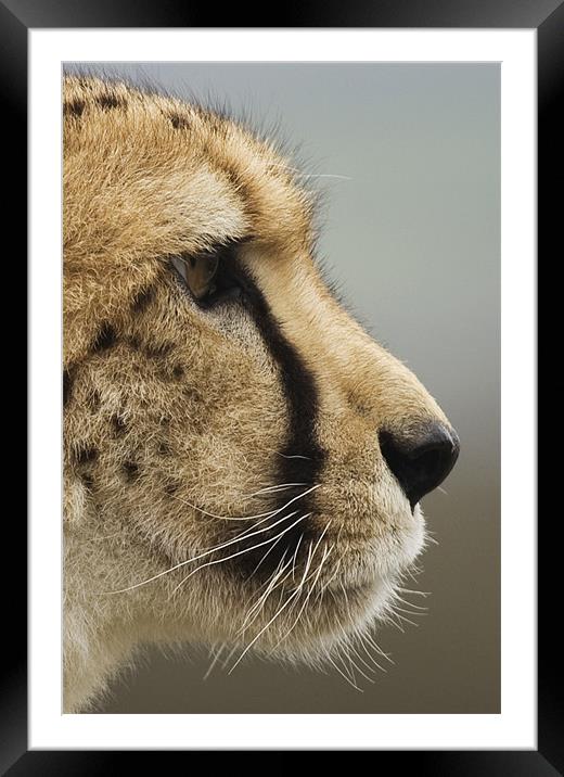 Cheetah profile Framed Mounted Print by Mike Gorton